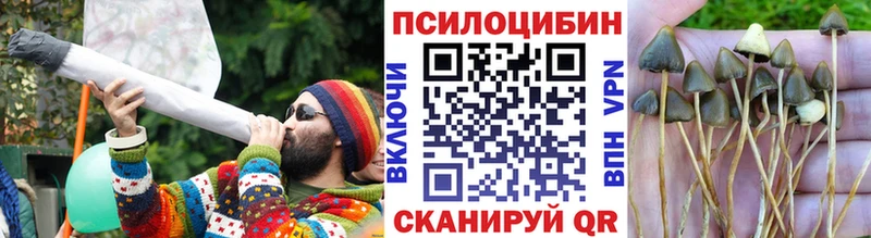 наркота  Красково  Галлюциногенные грибы Psilocybine cubensis 